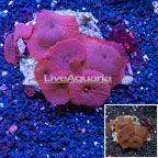 Mushroom Coral Indonesia (click for more detail)
