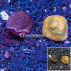 LiveAquaria® Two Pack Cultured Montipora Coral (click for more detail)
