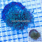 Frogspawn Coral Indonesia (click for more detail)