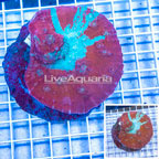 Ultra Chalice Coral Indonesia (click for more detail)