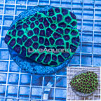 Favia Coral Indonesia (click for more detail)