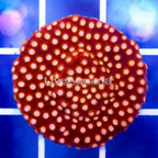 USA Cultured Peppermint Cyphastrea Frag (click for more detail)