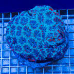 Acan Lord Coral Indonesia (click for more detail)