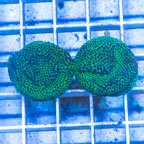 LiveAquaria® Two Pack Cultured Screamin Demon Porites Coral (click for more detail)