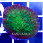 USA Cultured Ultra Chalice Coral (click for more detail)