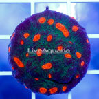 USA Cultured Chalice Coral (click for more detail)
