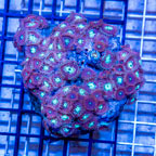 Zoanthus Coral Indonesia (click for more detail)