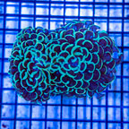 Hammer Coral Indonesia (click for more detail)