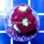 USA Cultured Blastomussa Coral (click for more detail)