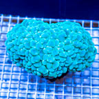 Bubble Coral Indonesia (click for more detail)