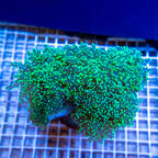 Frogspawn Coral Indonesia (click for more detail)