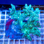Pineapple Tree Coral Indonesia (click for more detail)