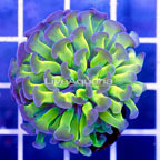 USA Cultured Ultra Hammer Coral (click for more detail)