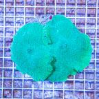 Rhodactis Mushroom Rock Indonesia (click for more detail)
