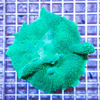 Rhodactis Mushroom Rock Indonesia (click for more detail)