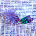 LiveAquaria® Two Pack Cultured Zoanthus and Pineapple Tree Coral (click for more detail)