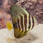 Sailfin Tang [Blemish] (click for more detail)