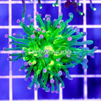 Green Torch Coral Indonesia (click for more detail)