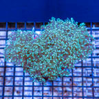 Frogspawn Coral Indonesia (click for more detail)