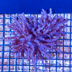 Tree Coral Indonesia (click for more detail)