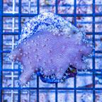 Devil's Hand Leather Coral Indonesia (click for more detail)