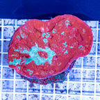 Ultra Chalice Coral Indonesia (click for more detail)