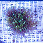 Green Torch Coral Indonesia (click for more detail)