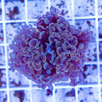 LiveAquaria® Cultured Ultra Hammer Coral (click for more detail)