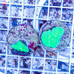 LiveAquaria® Two Pack Cultured Cabbage Leather Coral (click for more detail)