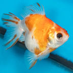 Orange Ryukin Goldfish (click for more detail)