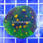 USA Cultured Chalicae Coral (click for more detail)