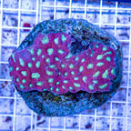 Favia Coral Indonesia (click for more detail)