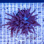 Tree Coral Indonesia (click for more detail)