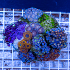 Zoanthus Coral Indonesia (click for more detail)