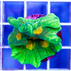 USA Cultured Space Invader Pectinia Coral (click for more detail)