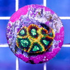 USA Cultured Favia Coral (click for more detail)