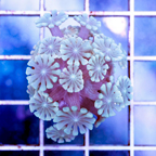 USA Cultured Alveopora Coral (click for more detail)