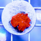 USA Cultured Rhodactis Mushroom Coral (click for more detail)