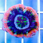 Aussie Scolymia Coral (click for more detail)