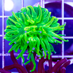 USA Cultured Torch Coral (click for more detail)