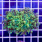 USA Cultured Frogspawn Coral (click for more detail)