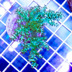 USA Cultured Pineapple Tree Coral (click for more detail)