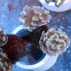 Branching Hammer Coral Fiji (click for more detail)