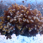 Hammer Coral Fiji (click for more detail)