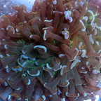 Hammer Coral Fiji (click for more detail)