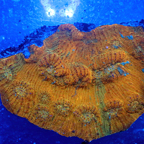 Chalice Coral Indonesia (click for more detail)