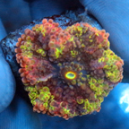 Rainbow Ricordea Mushroom Coral (click for more detail)