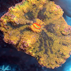 Rainbow Ricordea Mushroom Coral (click for more detail)