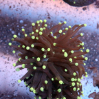 Torch Coral (click for more detail)
