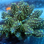Acropora Coral Fiji (click for more detail)